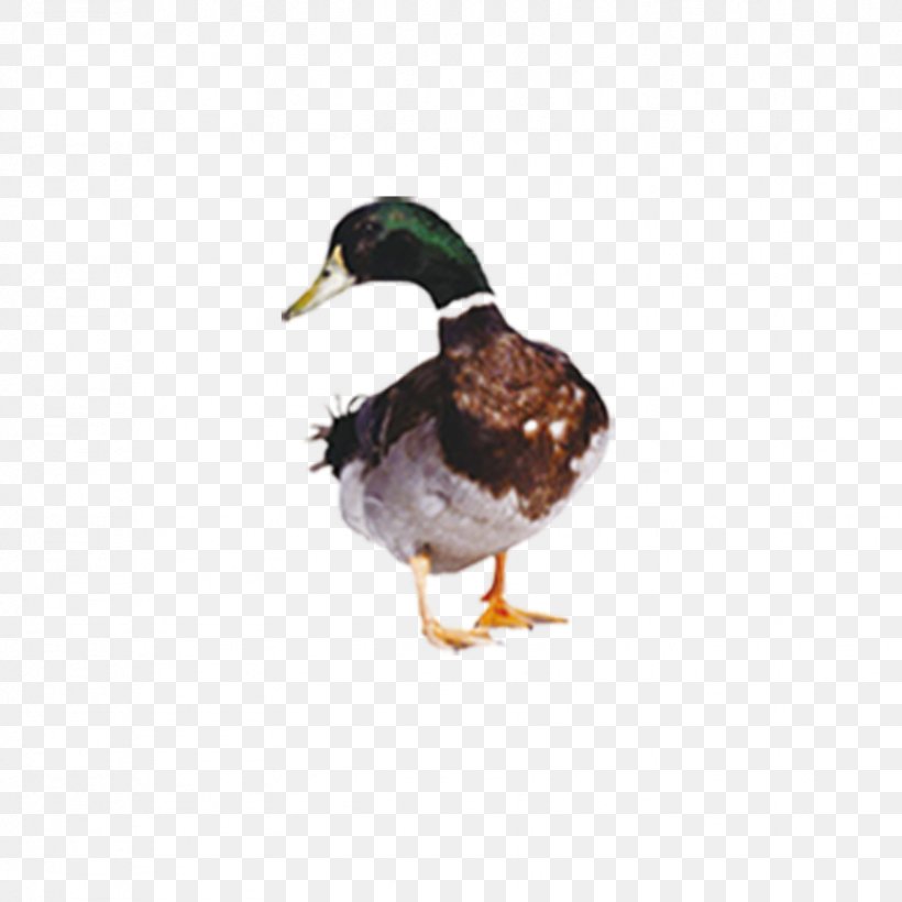 Duck Hunt American Pekin Mallard Cygnini, PNG, 827x827px, Duck Hunt, American Pekin, Animal, Beak, Bird Download Free