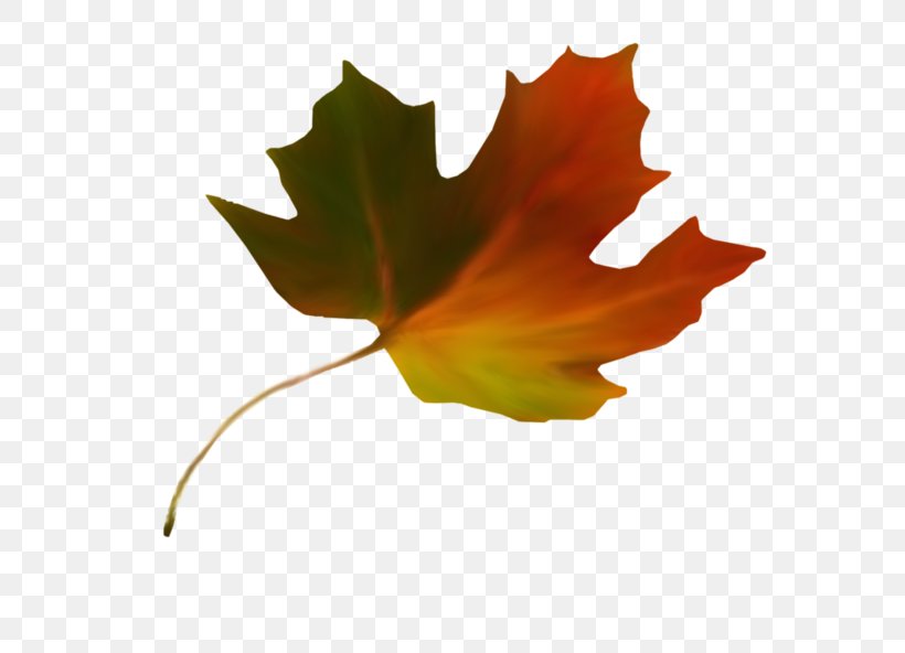 Maple Leaf Autumn Leaf Color Sugar Maple, PNG, 699x592px, Maple Leaf, Autumn, Autumn Leaf Color, Breathing, Flower Download Free