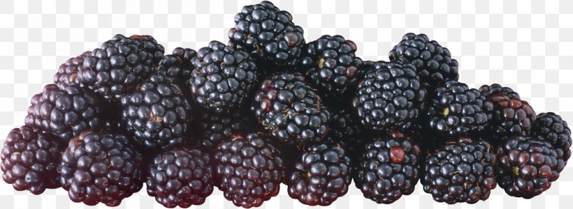Mulberry Boysenberry Mûre Auglis, PNG, 1248x458px, Berry, Auglis, Blackberry, Blueberry, Boysenberry Download Free