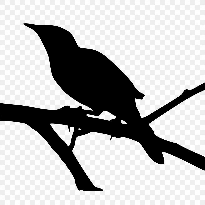 Northern Mockingbird To Kill A Mockingbird Clip Art, PNG, 2400x2400px, Mockingbird, Beak, Bird, Black And White, Branch Download Free