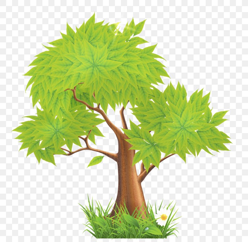 Tree Clip Art, PNG, 786x800px, Tree, Animation, Branch, Digital Image, Document Download Free