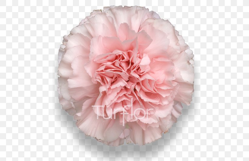 Turflor Carnation Cut Flowers Petal, PNG, 652x532px, Turflor, Carnation, Cut Flowers, Email, Email Marketing Download Free