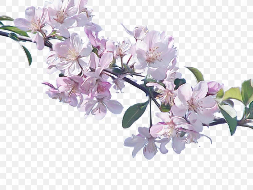 Flower Flowering Plant Plant Lilac Branch, PNG, 1280x960px, Flower, Blossom, Branch, Cut Flowers, Flowering Plant Download Free