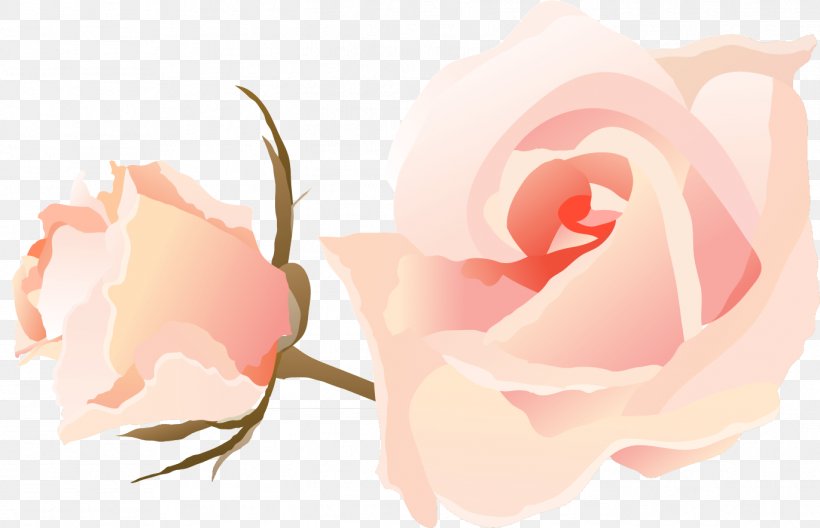 Garden Roses Cabbage Rose Microsoft PowerPoint Ppt, PNG, 1371x883px, Garden Roses, Beauty, Cabbage Rose, Close Up, Color Download Free