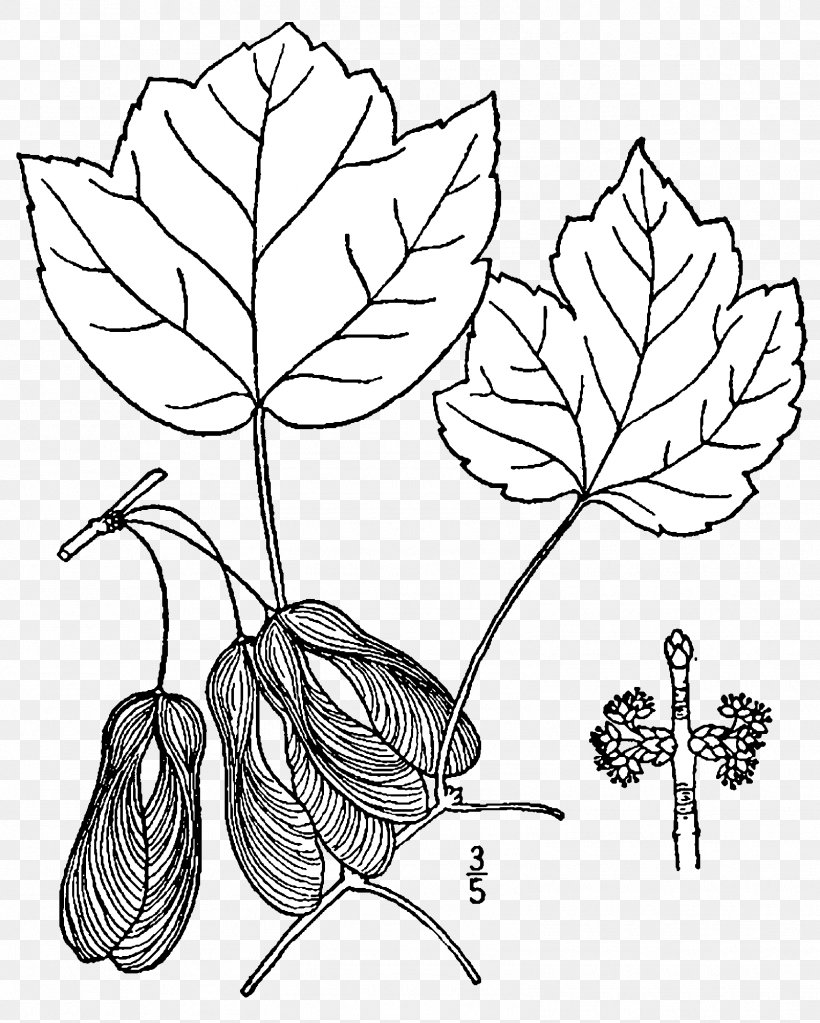 Red Maple Tree Acer Opalus Drawing Acer Rubrum Trilobum, PNG, 1602x2000px, Red Maple, Acer Opalus, Acer Rubrum Var Trilobum, Aceraceae, Black And White Download Free