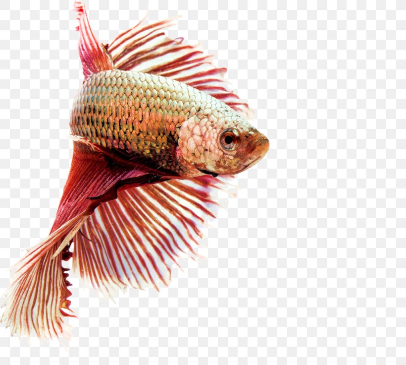 Siamese Fighting Fish Goldfish Koi Aquarium, PNG, 1024x920px, Siamese Fighting Fish, Aquarium, Aquariums, Betta, Carassius Download Free