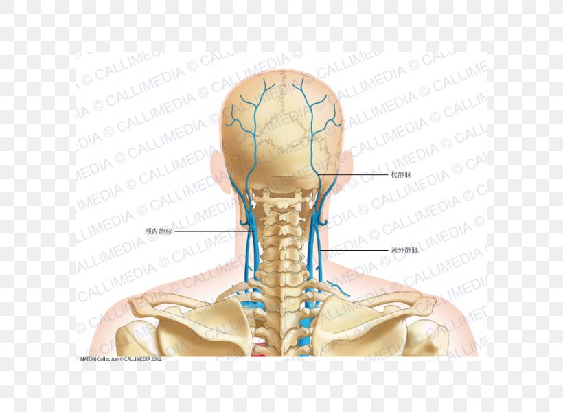 Thumb Posterior Triangle Of The Neck Vein Head And Neck Anatomy Png 600x600px Watercolor Cartoon Flower