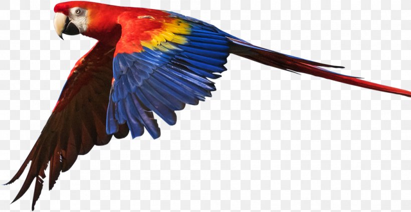 Budgerigar Macaws Loriini Family Vet Veterinary Hospital, PNG, 1048x543px, Budgerigar, Beak, Bird, Common Pet Parakeet, Feather Download Free