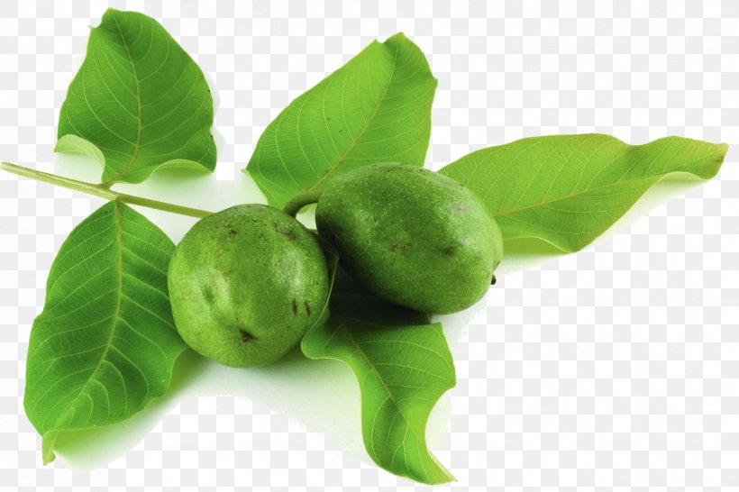 Citrus Natural Foods Tree Leaf, PNG, 1654x1102px, Citrus, Food, Fruit, Leaf, Natural Foods Download Free