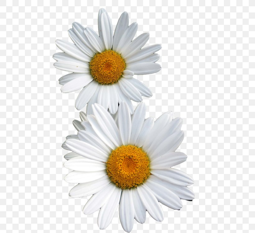 Common Daisy Flower Oxeye Daisy, PNG, 494x750px, Common Daisy, Aster, Barberton Daisy, Chamaemelum Nobile, Chrysanths Download Free