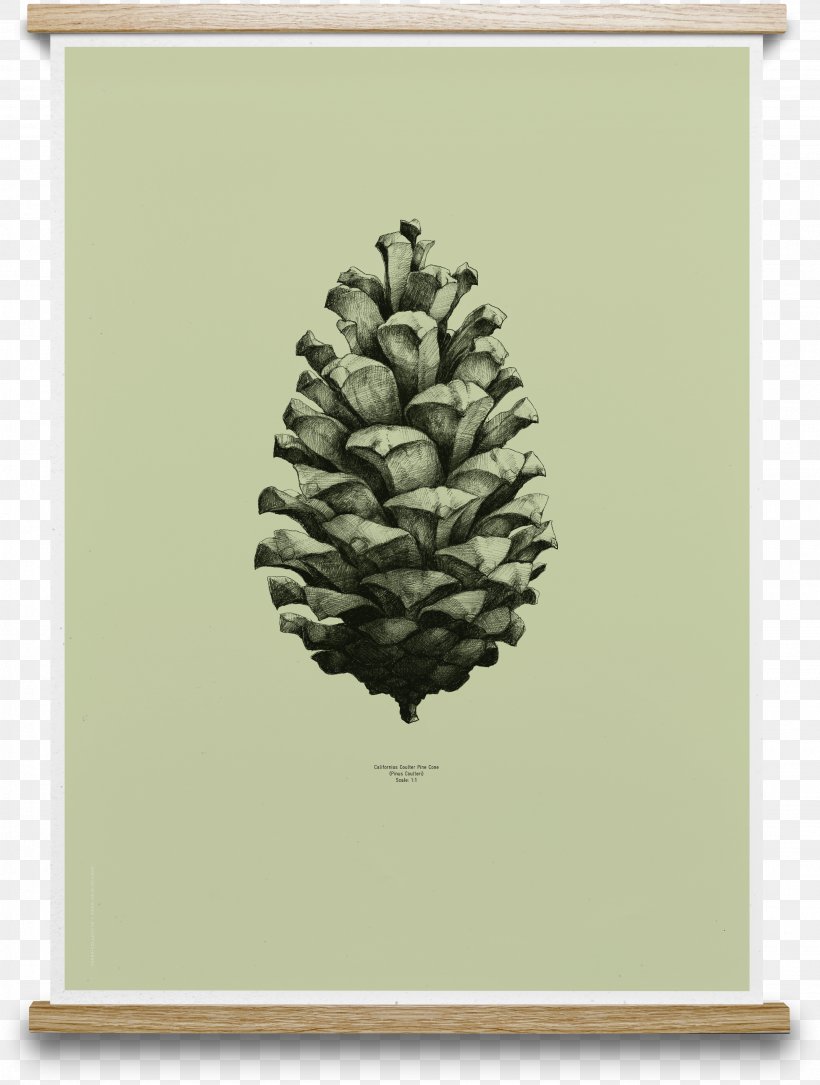 Coulter Pine Conifer Cone Design Paper Collective Nature 1:1 Pine Cone Poster, PNG, 2772x3671px, Coulter Pine, Cone, Conifer, Conifer Cone, Drawing Download Free