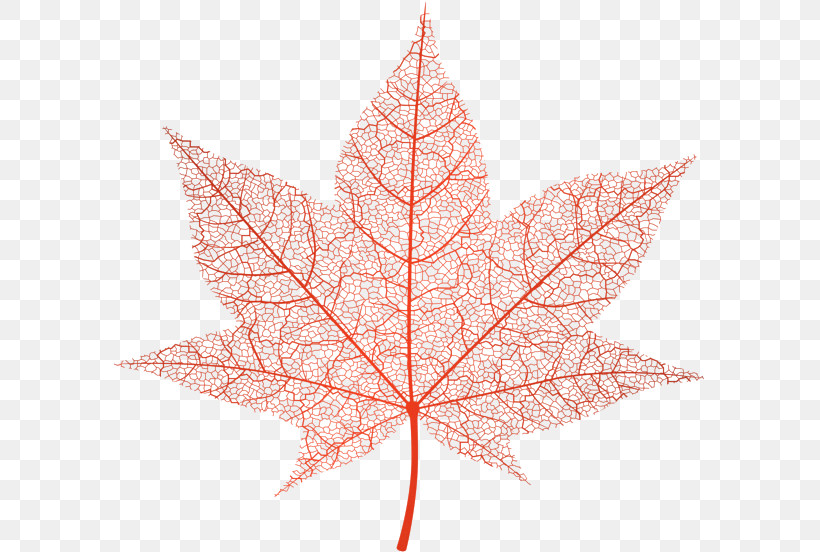 Maple Leaf, PNG, 593x552px, Leaf, Black Maple, Maple Leaf, Plane, Plant Download Free