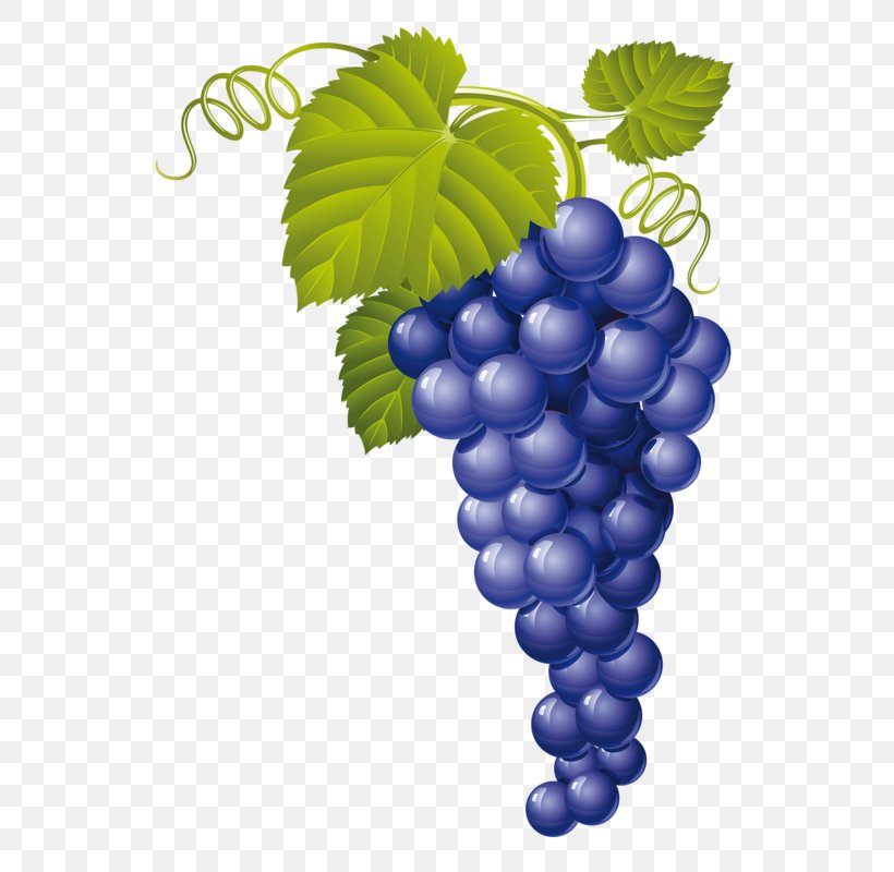 Muscat Wine Juice Grape, PNG, 565x800px, Muscat, Bilberry, Common Grape Vine, Flowering Plant, Food Download Free