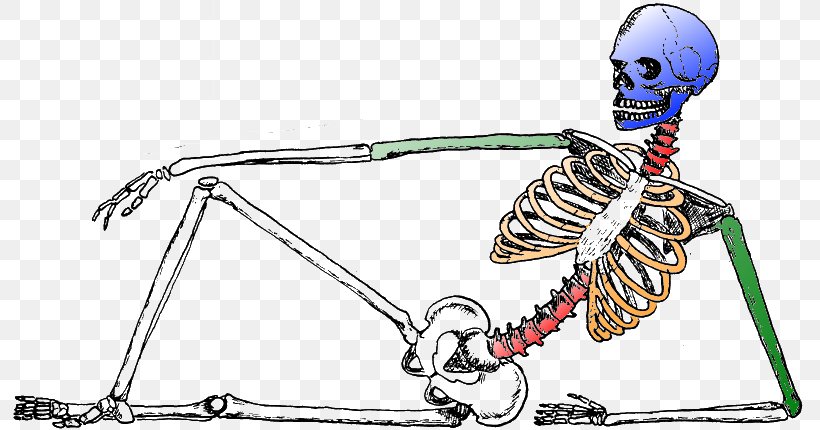 Human Skeleton Bone Biology Joint, PNG, 800x430px, Skeleton, Auto Part, Biology, Body, Body Jewelry Download Free