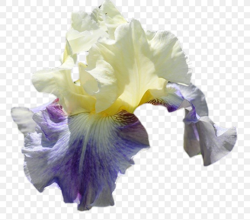 Orris Root Clip Art Irises Perfume, PNG, 800x722px, Orris Root, Cattleya, Cattleya Orchids, Cosmetics, Cut Flowers Download Free