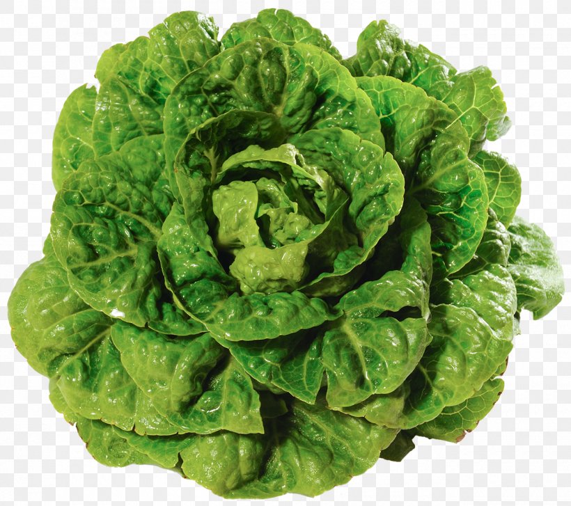 Romaine Lettuce Salad Variety Vegetable Leaf Lettuce, PNG, 1300x1153px, Romaine Lettuce, Burger King, Cabbage, Chard, Collard Greens Download Free