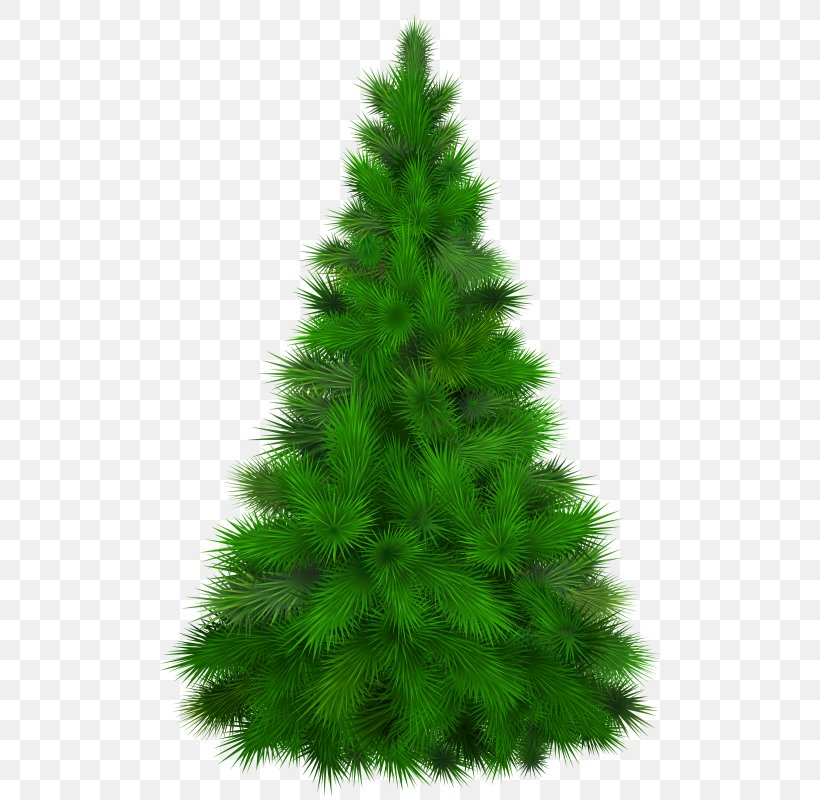 Clip Art Pine Image Tree, PNG, 528x800px, Pine, Biome, Christmas Decoration, Christmas Ornament, Christmas Tree Download Free