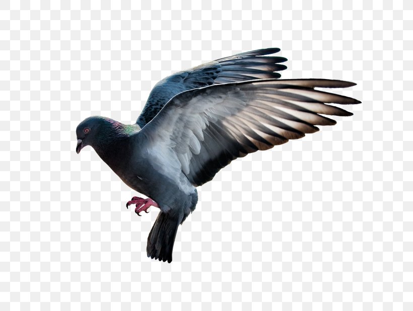 Domestic Pigeon Desktop Wallpaper, PNG, 618x618px, Domestic Pigeon, Beak, Bird, Columbidae, Columbinae Download Free