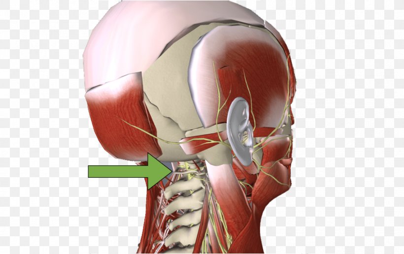 Muscle Cervical Vertebrae Neurology L'Altra Riabilitazione Shoulder, PNG, 909x573px, Watercolor, Cartoon, Flower, Frame, Heart Download Free