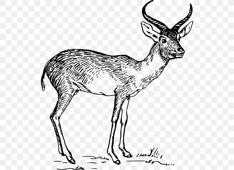 Pronghorn Antelope Impala Common Eland Clip Art, PNG, 534x596px, Pronghorn, Animal Figure, Antelope, Antler, Black And White Download Free