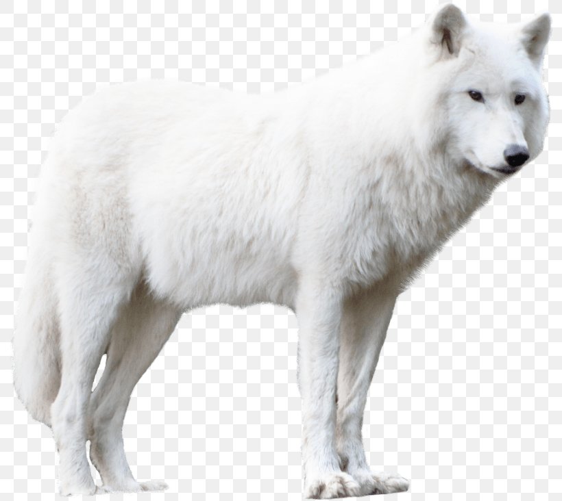 Wolf Cartoon, PNG, 796x732px, Arctic Wolf, Alaskan Tundra Wolf, Ancient Dog Breeds, Animal, Animal Figure Download Free