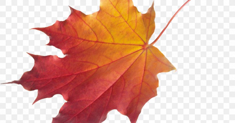 Autumn Leaf Color Clip Art, PNG, 1200x630px, Autumn Leaf Color, Autumn, Drawing, Leaf, Maple Leaf Download Free