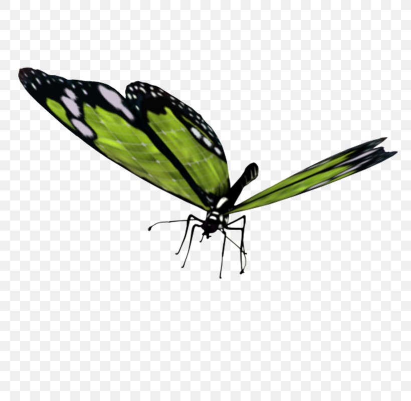Brush-footed Butterflies Butterfly Insect Moth, PNG, 800x800px, Brushfooted Butterflies, Arthropod, Botany, Brushfooted Butterfly, Butterflies Download Free