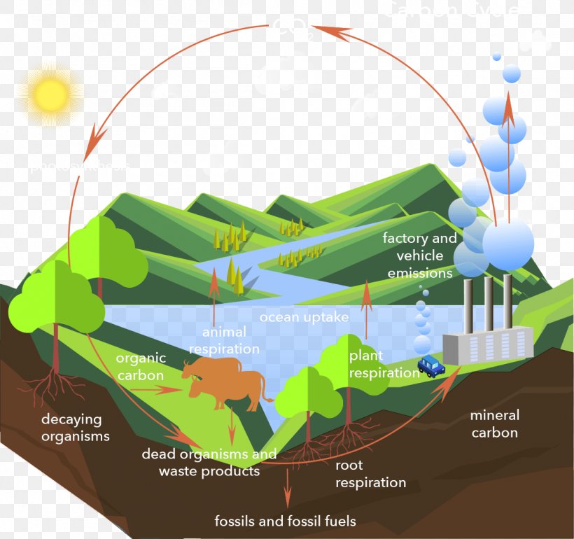 Carbon Cycle Carbon Dioxide Process, PNG, 1151x1081px, Carbon Cycle, Activated Carbon, Atmosphere Of Earth, Carbon, Carbon Dioxide Download Free