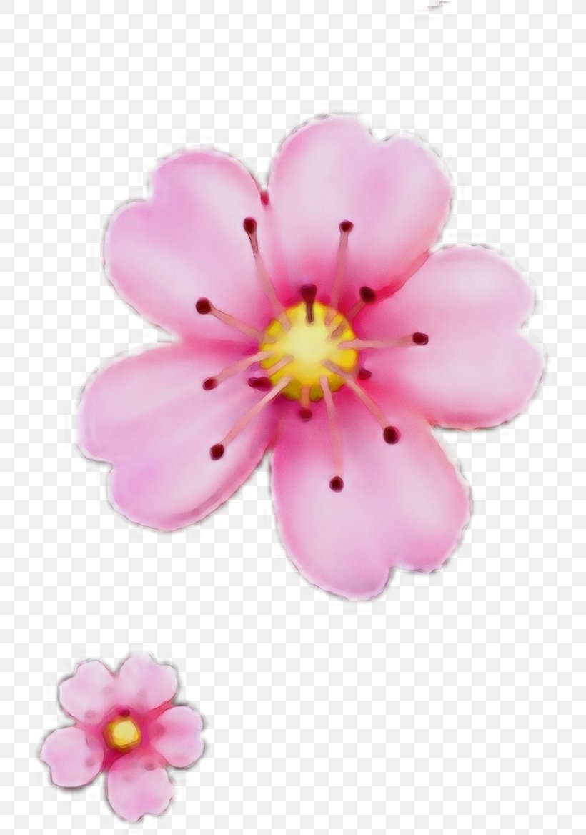 Cherry Blossom, PNG, 749x1168px, Watercolor, Blossom, Branch, Cherry Blossom, Flower Download Free