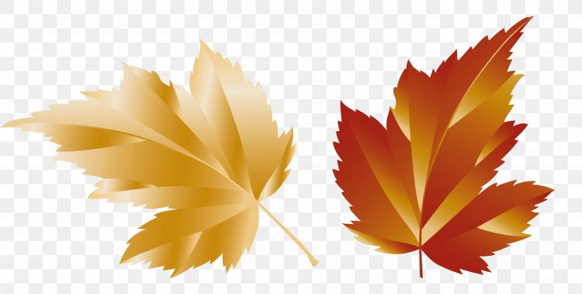 Maple Leaf Clip Art, PNG, 3550x1799px, Maple Leaf, Autumn, Autumn Leaf Color, Canadian Gold Maple Leaf, Gold Download Free