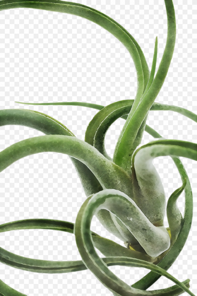 Aloe Vera, PNG, 1200x1800px, Watercolor, Aloe Vera, Aloes, Asphodelaceae, Biology Download Free