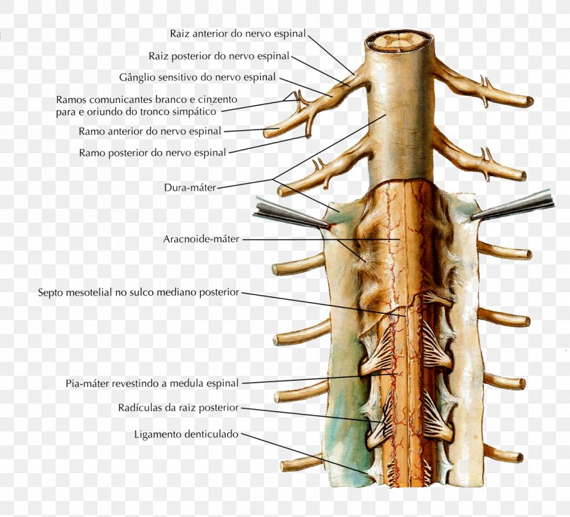 Denticulate Ligaments Nuchal Ligament Supraspinous Ligament Spinal Cord, PNG, 1217x1104px, Ligament, Anatomy, Arachnoid Mater, Central Nervous System, Dorsal Root Ganglion Download Free
