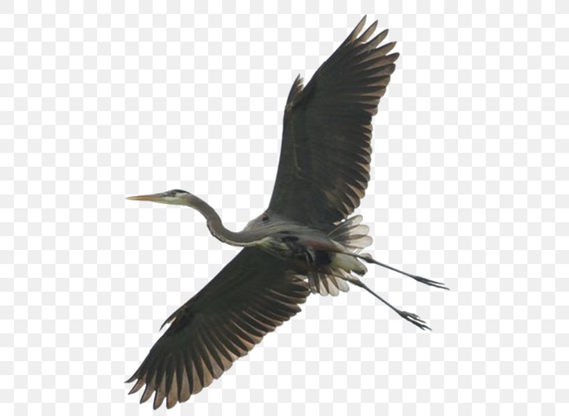 Green Heron Bird Stork Great Blue Heron, PNG, 502x599px, Heron, Animal, Beak, Bird, Bird Nest Download Free