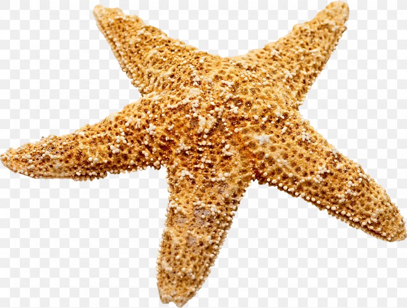 Starfish, PNG, 2254x1708px, Starfish, Drawing, Echinoderm, Gratis, Invertebrate Download Free