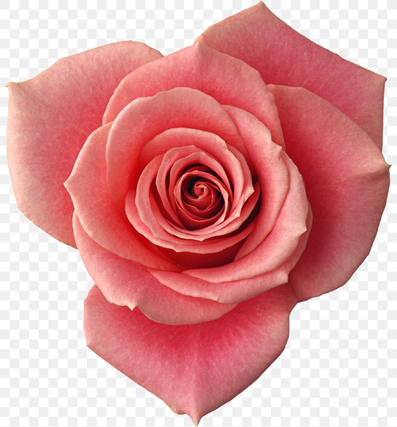 Garden Roses Desktop Wallpaper Flower Clip Art, PNG, 800x881px, Garden Roses, China Rose, Close Up, Cut Flowers, Digital Image Download Free