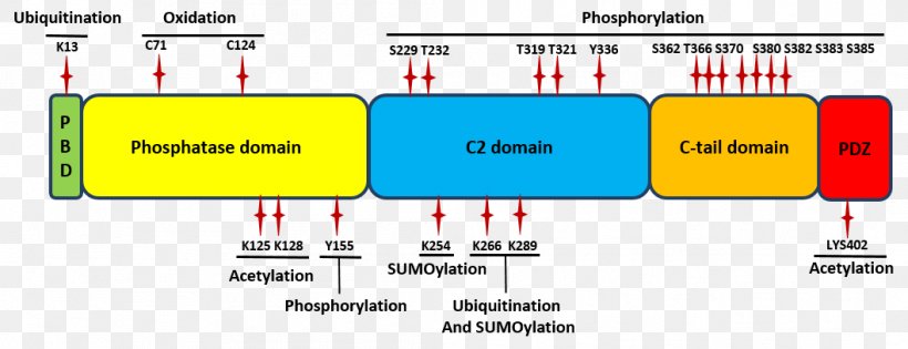 PTEN Post-translational Modification Protein Domain Tensin Post-translational Regulation, PNG, 1058x407px, Pten, Acetylation, Actin, Area, Binding Domain Download Free