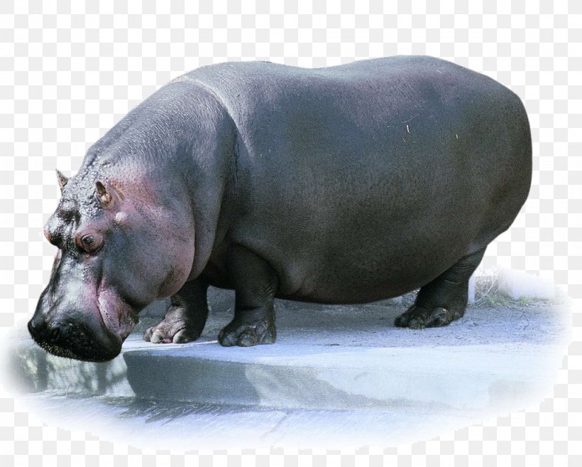 Pygmy Hippopotamus Animal Flash Cards, PNG, 1024x821px, Pygmy Hippopotamus, Android, Animal, At Shoulder, Choeropsis Download Free