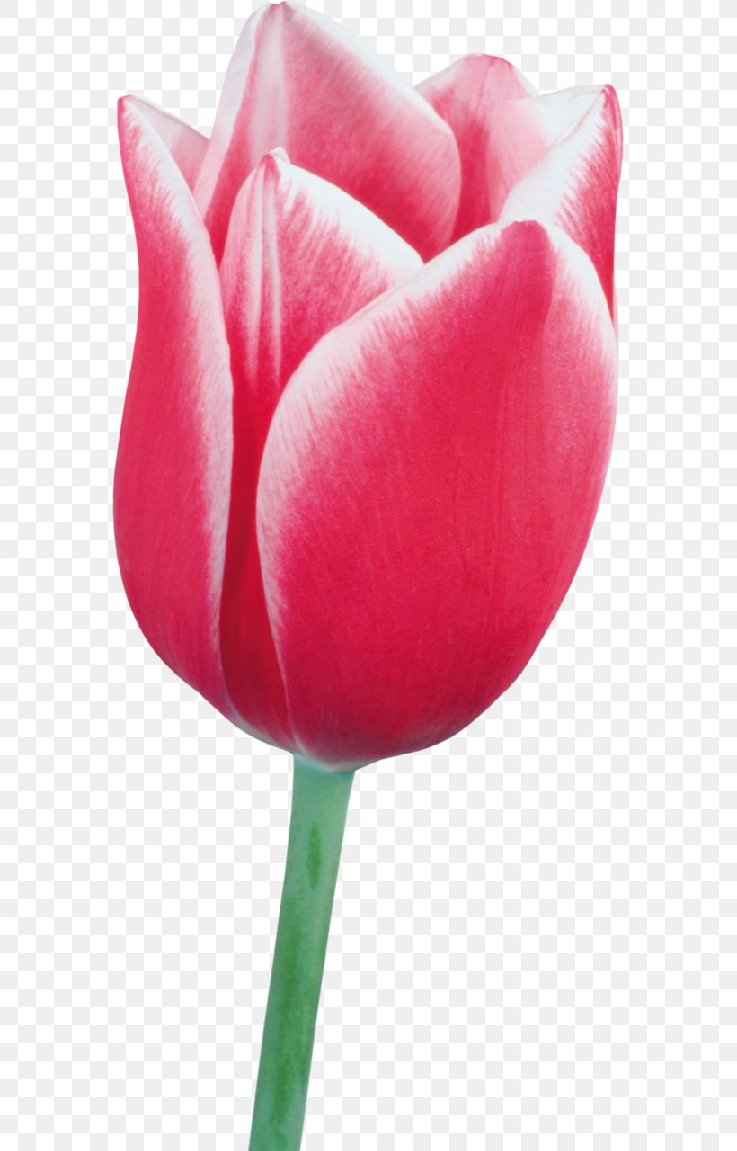 Tulip Flower Clip Art, PNG, 569x1280px, Tulip, Close Up, Cut Flowers, Flower, Flowering Plant Download Free