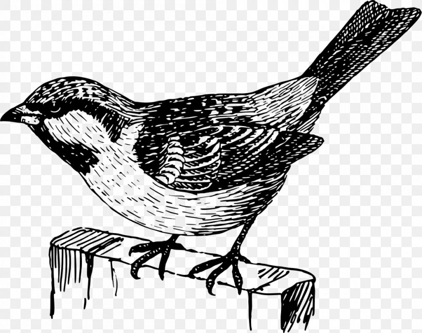 Beak Wren Drawing Galliformes, PNG, 1000x790px, Beak, Art, Bird, Black And White, Drawing Download Free