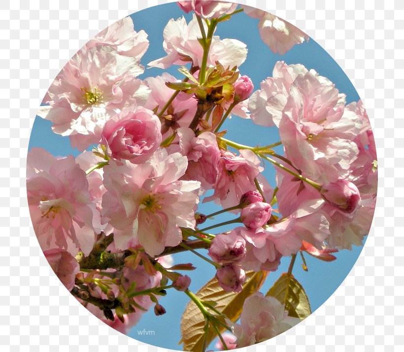 Floral Design Flower Cherry Blossom Prunus, PNG, 714x714px, Floral Design, Blossom, Branch, Cherry, Cherry Blossom Download Free