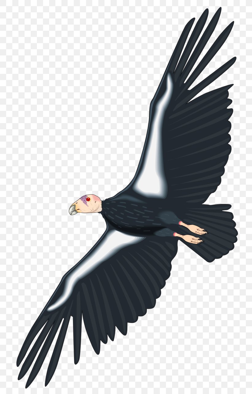 California Condor Royalty-free Clip Art, PNG, 766x1280px, Condor, Accipitriformes, Andean Condor, Bald Eagle, Beak Download Free
