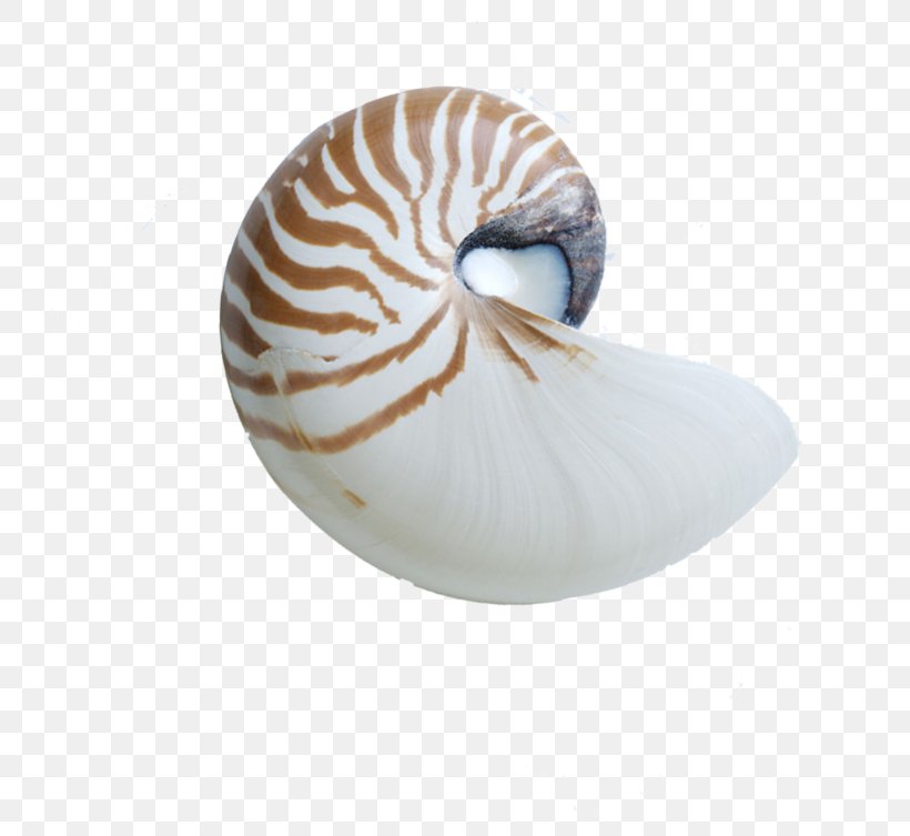 Chambered Nautilus Seashell Sea Snail, PNG, 781x753px, Chambered Nautilus, Cephalopod, Conch, Conchology, Invertebrate Download Free