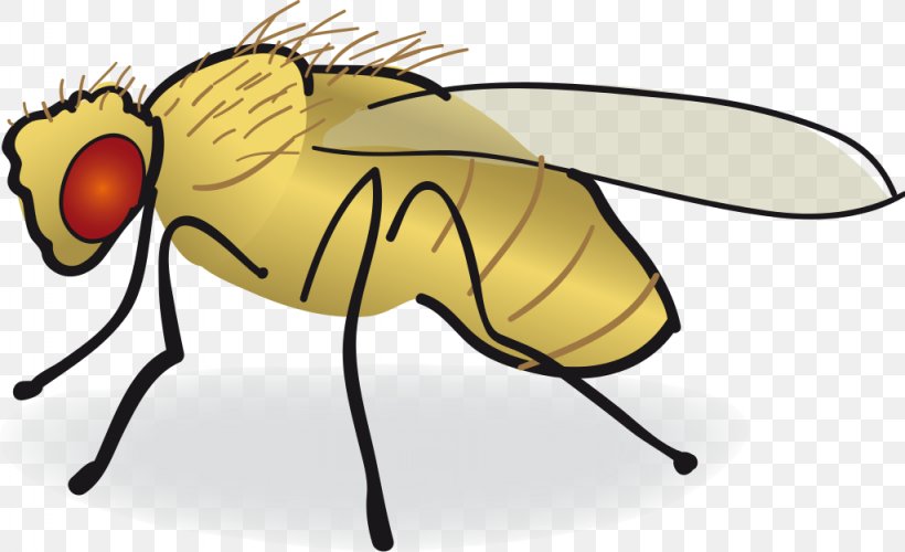 Common Fruit Fly Drawing Clip Art, PNG, 1024x625px, Common Fruit Fly, Arthropod, Artwork, Bee, Computer Download Free