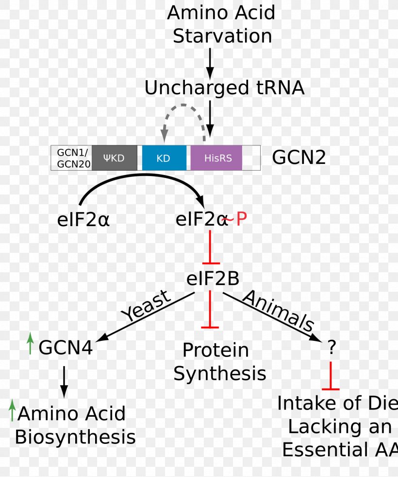 Gcn2 EIF2B Phosphorylation Amino Acid, PNG, 1481x1772px, Phosphorylation, Adenosine Triphosphate, Amino Acid, Area, Diagram Download Free