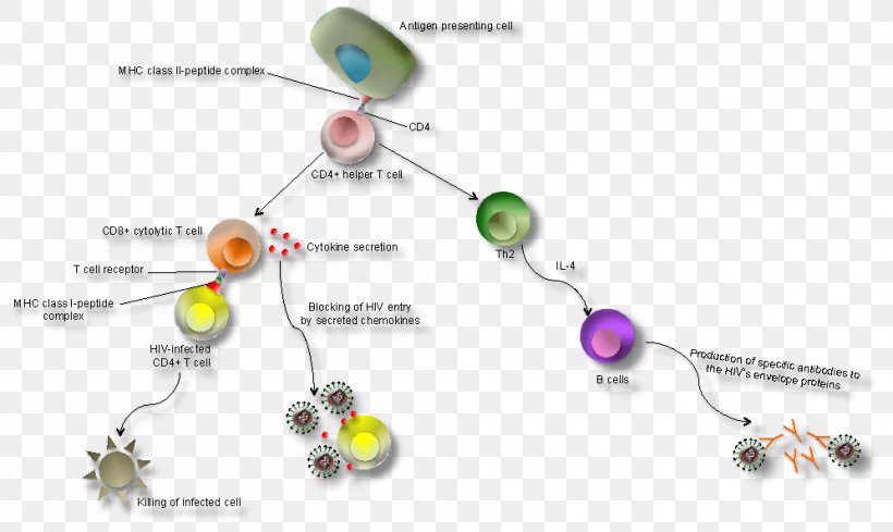 Immune System AIDS HIV Immunodeficiency Virus, PNG, 996x594px, Immune System, Aids, Body Jewelry, Cellmediated Immunity, Diagram Download Free
