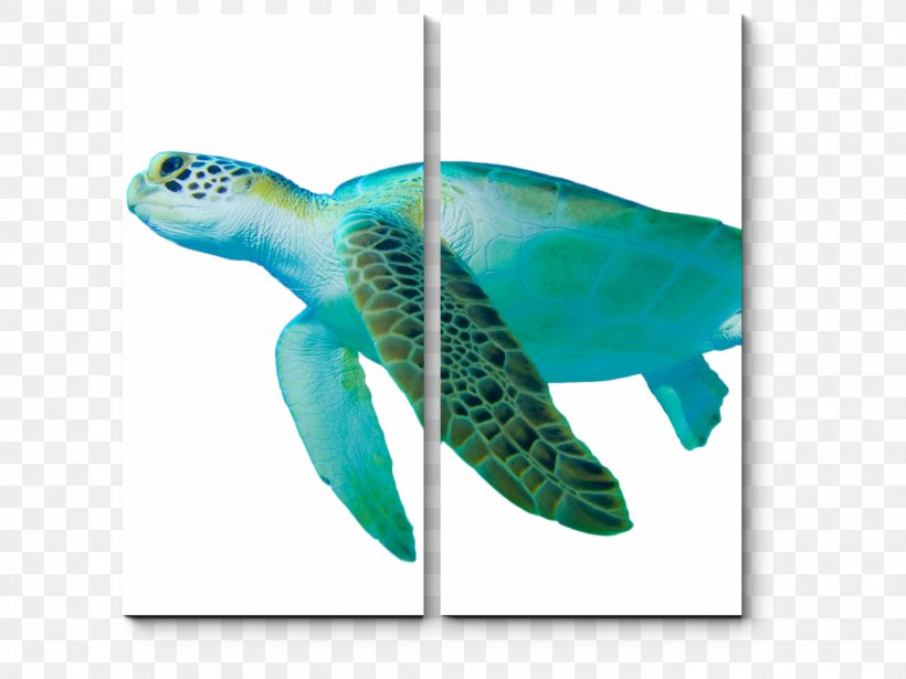 Loggerhead Sea Turtle Green Sea Turtle Hawksbill Sea Turtle, PNG, 1400x1050px, Loggerhead Sea Turtle, Fish, Green Sea Turtle, Hawksbill Sea Turtle, Loggerhead Download Free