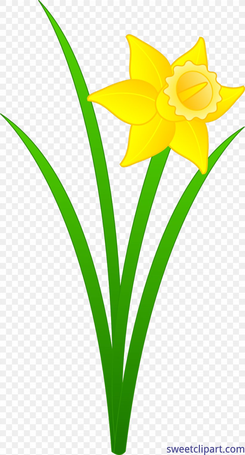 Nantwich Museum Flower Clip Art Drawing Image, PNG, 3891x7231px, Flower, Amaryllis Family, Cut Flowers, Daffodil, Drawing Download Free