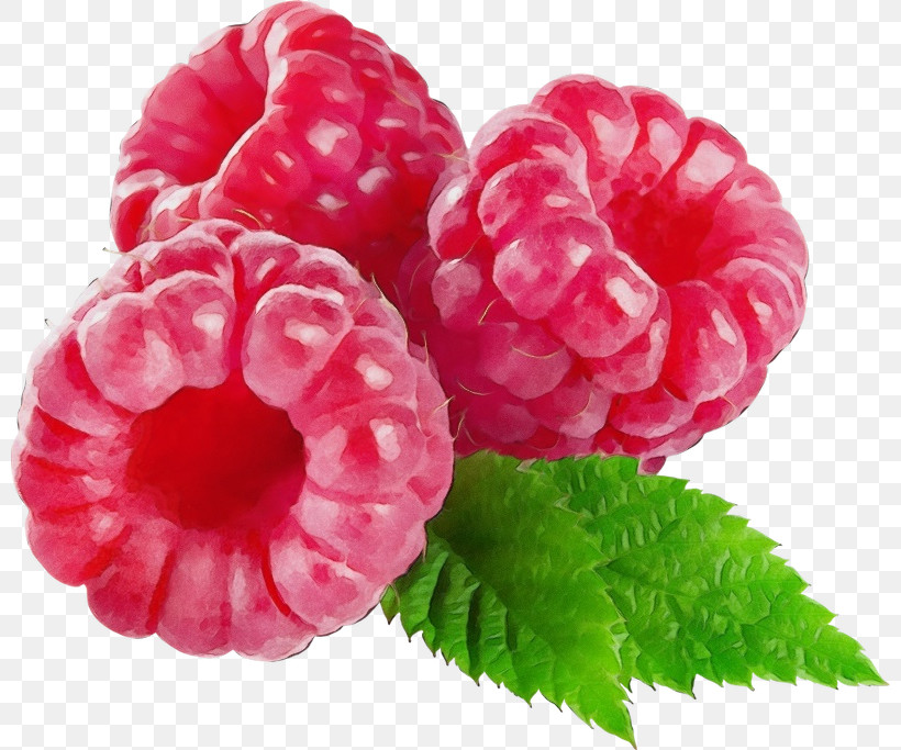 Raspberry Berry Plant Fruit Pink, PNG, 800x683px, Watercolor, Berry, Blackberry, Flower, Food Download Free