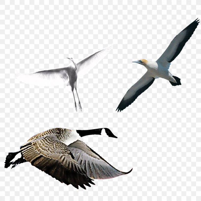 Swan Goose Bird, PNG, 1000x1000px, Swan Goose, Animal Migration, Animation, Avialae, Beak Download Free