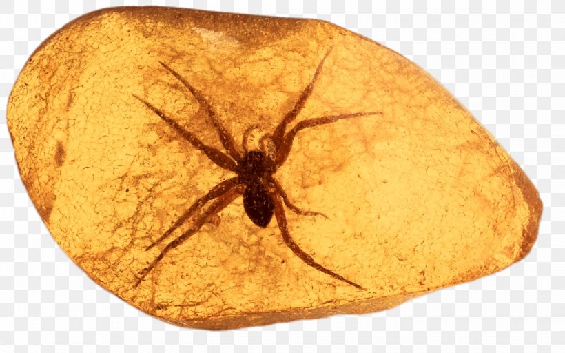 Baltic Amber Fossil Baltic Sea Getty Images, PNG, 1440x900px, Baltic Amber, Amber, Arachnid, Arthropod, Baltic Sea Download Free